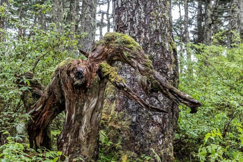 Sitka spruce (Picea sitchensis) covered with lichens and mosses, Juneau, Alaska, USA