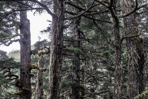 Sitka spruce (Picea sitchensis) covered with lichens and mosses, Juneau, Alaska, USA