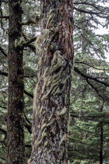Sitka spruce (Picea sitchensis) covered with lichens and mosses, Juneau, Alaska, USA
