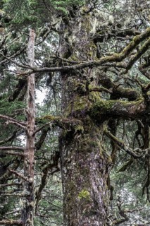 Sitka spruce (Picea sitchensis) covered with lichens and mosses, Juneau, Alaska, USA