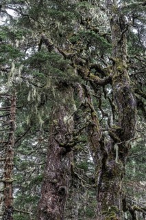 Sitka spruce (Picea sitchensis) covered with lichens and mosses, Juneau, Alaska, USA