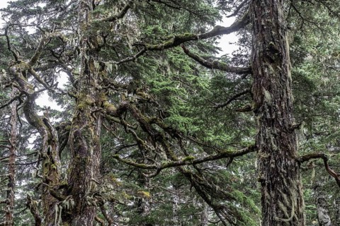 Sitka spruce (Picea sitchensis) covered with lichens and mosses, Juneau, Alaska, USA