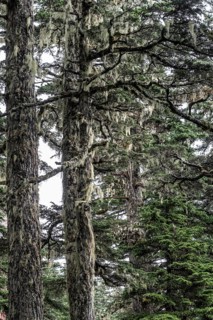 Sitka spruce (Picea sitchensis) covered with lichens and mosses, Juneau, Alaska, USA