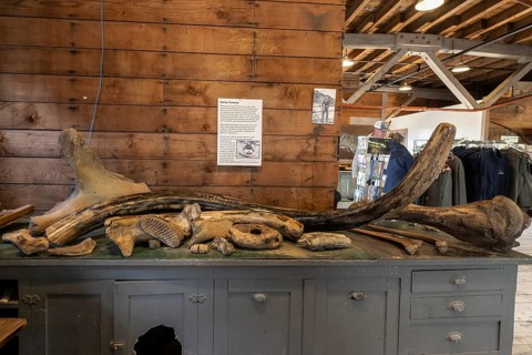 Mammoth bone (Mammuthus) and tusk, Fairbanks, Alaska, USA