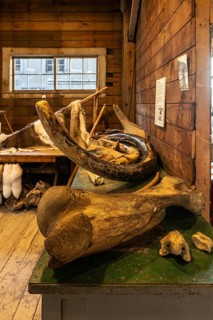 Mammoth bone (Mammuthus) and tusk, Fairbanks, Alaska, USA