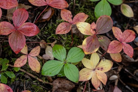 Canadian dogwood (Cornus canadensis) in autumn foliage, Alaska, USA