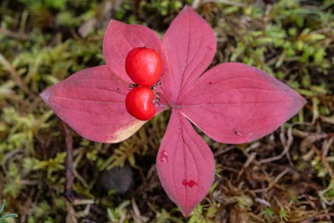 Canadian dogwood (Cornus canadensis) in autumn foliage, Alaska, USA
