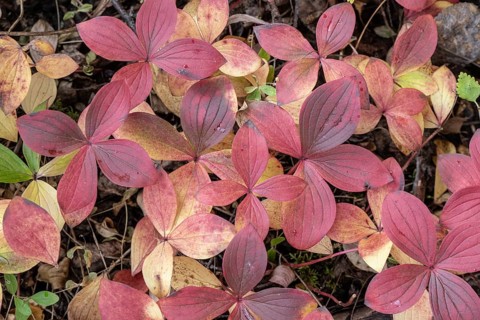 Canadian dogwood (Cornus canadensis) in autumn foliage, Alaska, USA