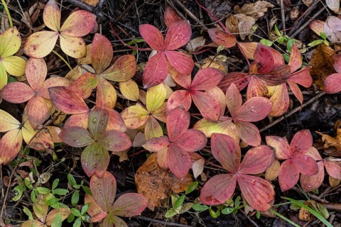 Canadian dogwood (Cornus canadensis) in autumn foliage, Alaska, USA