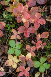 Canadian dogwood (Cornus canadensis) in autumn foliage, Alaska, USA