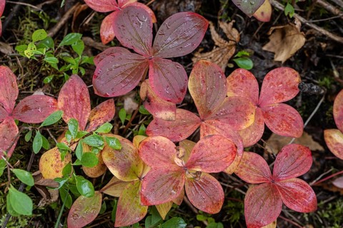 Canadian dogwood (Cornus canadensis) in autumn foliage, Alaska, USA