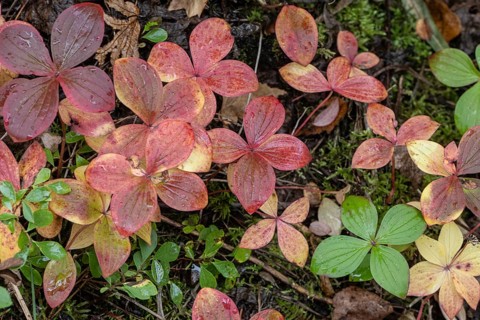 Canadian dogwood (Cornus canadensis) in autumn foliage, Alaska, USA
