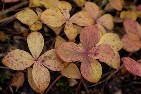 Canadian dogwood (Cornus canadensis) in autumn foliage, Alaska, USA