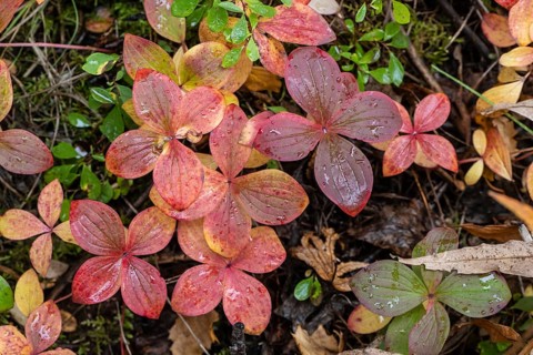 Canadian dogwood (Cornus canadensis) in autumn foliage, Alaska, USA