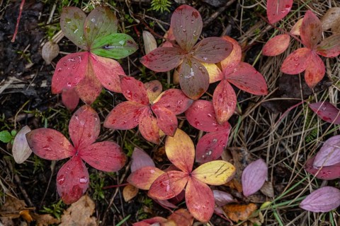 Canadian dogwood (Cornus canadensis) in autumn foliage, Alaska, USA