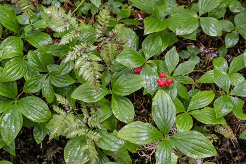 Canadian dogwood (Cornus canadensis), Alaska, USA