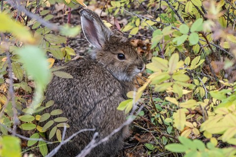 Snowshoe hare (Lepus americanus), Alaska, USA