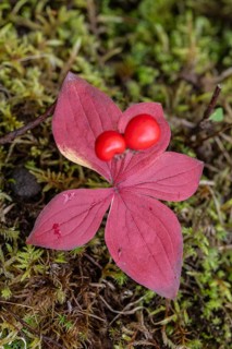Canadian dogwood (Cornus canadensis) in autumn foliage, Alaska, USA