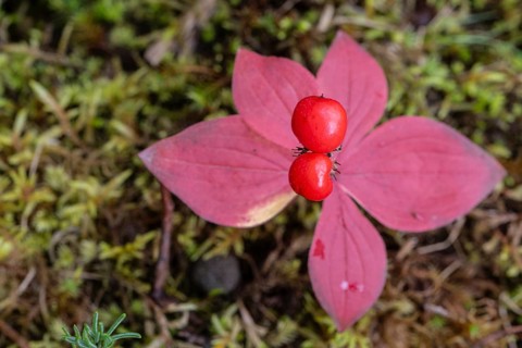 Canadian dogwood (Cornus canadensis) in autumn foliage, Alaska, USA