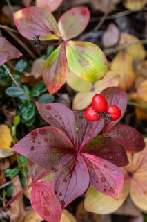 Canadian dogwood (Cornus canadensis) in autumn foliage, Alaska, USA