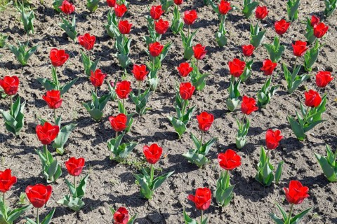 Red flowers of tulips on a flower bed. Krasnodar, Russia