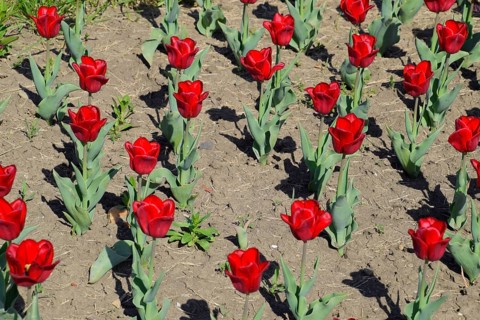 Red flowers of tulips on a flower bed. Krasnodar, Russia