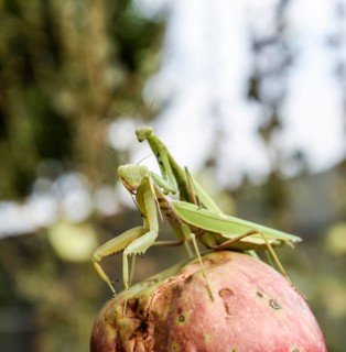 Mantis on a red background. Mating mantises. Mantis insect predator
