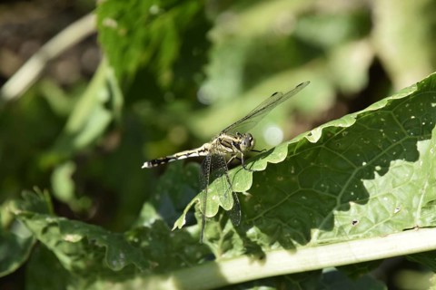 Dragonfly on a leaf of horseradish. Insect predators