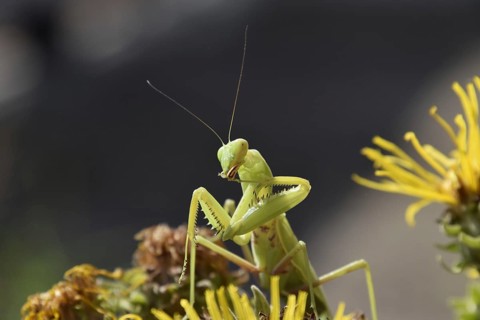 The female mantis religios. Predatory insects. Huge green female mantis