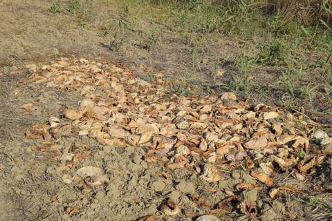 Heaps of rotting watermelons. Atyrau, Kazakhstan