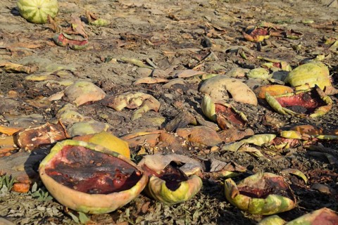 Heaps of rotting watermelons. Peel of melon. Atyrau, Kazakhstan