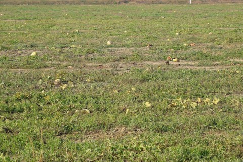 An abandoned field of watermelons and melons. Atyrau, Kazakhstan