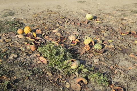 Heaps of rotting watermelons. Peel of melon. An abandoned field of watermelons and melons. Atyrau,