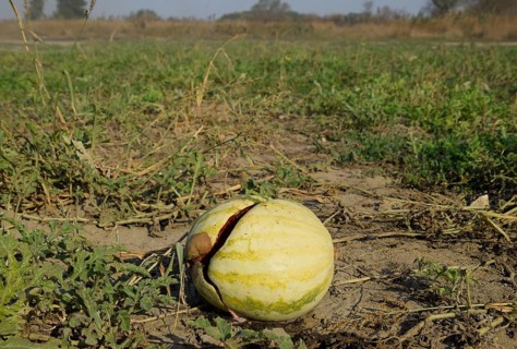 Chopped old rotten watermelon. An abandoned field of watermelons and melons. Atyrau, Kazakhstan