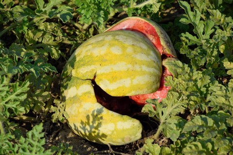 Chopped old rotten watermelon. Atyrau, Kazakhstan