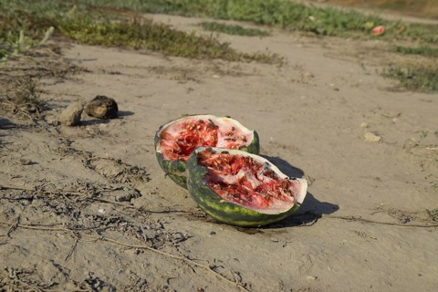Split in two an old rotten watermelon. RAtyrau, Kazakhstan