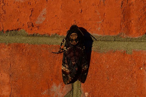 Dead head. The large massive butterfly belonging to family of brazhnik. Atyrau, Kazakhstan