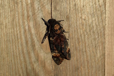 Dead head. The large massive butterfly belonging to family of brazhnik. Atyrau, Kazakhstan