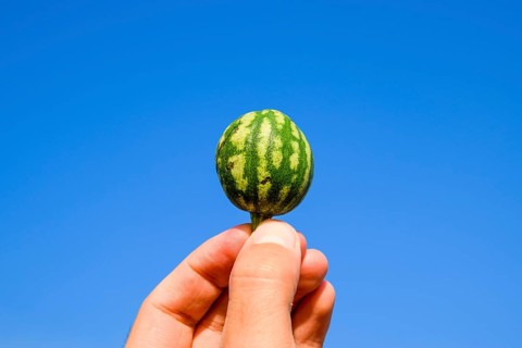 A small watermelon in the hand against the blue sky. Atyrau, Kazakhstan