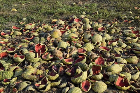 Heaps of rotting watermelons. Peel of melon. Atyrau, Kazakhstan