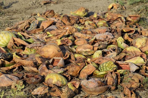 Heaps of rotting watermelons. Peel of melon. Atyrau, Kazakhstan