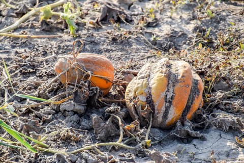 Chopped old rotten melon. Atyrau, Kazakhstan