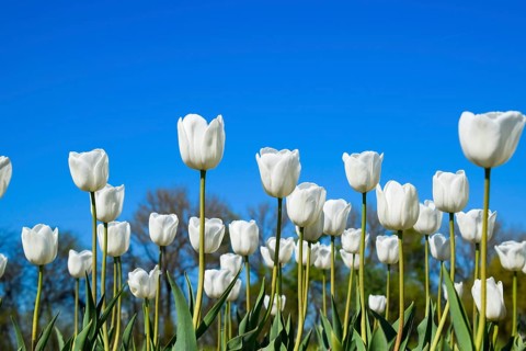 Better tulip flowers against the blue sky. Krasnodar, Russia