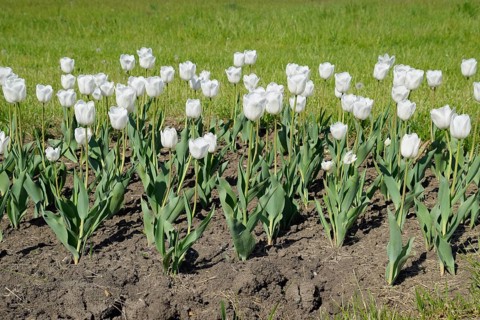 A flower bed with white tulips. Krasnodar, Russia