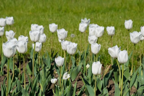 A flower bed with white tulips. Krasnodar, Russia