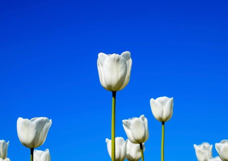 Better tulip flowers against the blue sky. Krasnodar, Russia