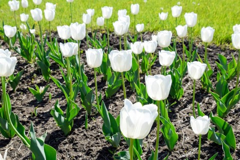 A flower bed with white tulips. Krasnodar, Russia