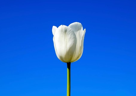 Better tulip flowers against the blue sky. Krasnodar, Russia