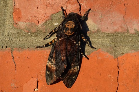Dead head. The large massive butterfly belonging to family of brazhnik. Atyrau, Kazakhstan