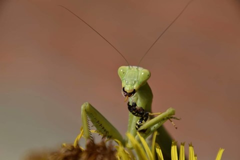 The female praying mantis devouring wasp. Krasnodar, Russia